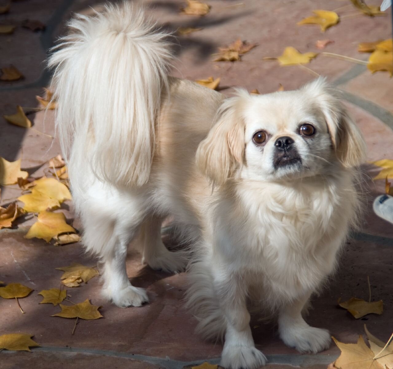 A cream Pekingese dog standing outdoors among fallen autumn leaves