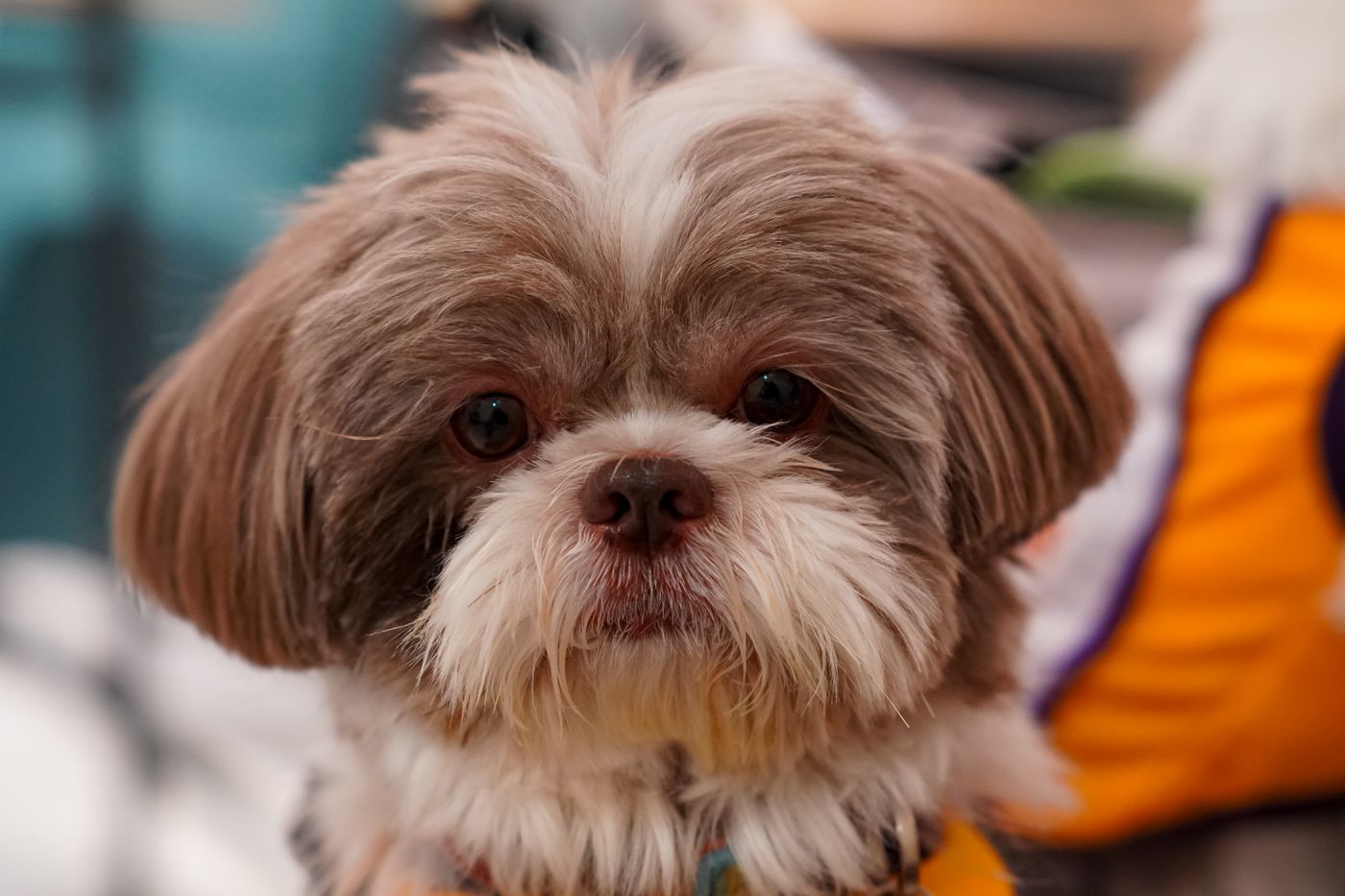 A brown and white Shih Tzu puppy with a flowing coat, looking directly at the camera